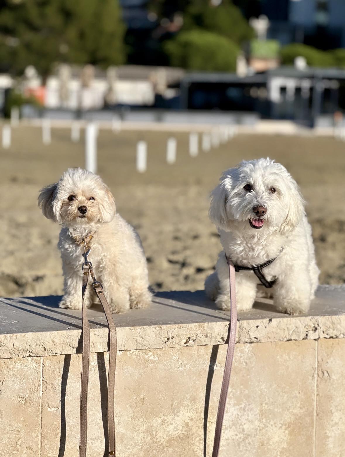 COLLAR RICH CREAM 1,5CM - Image 2