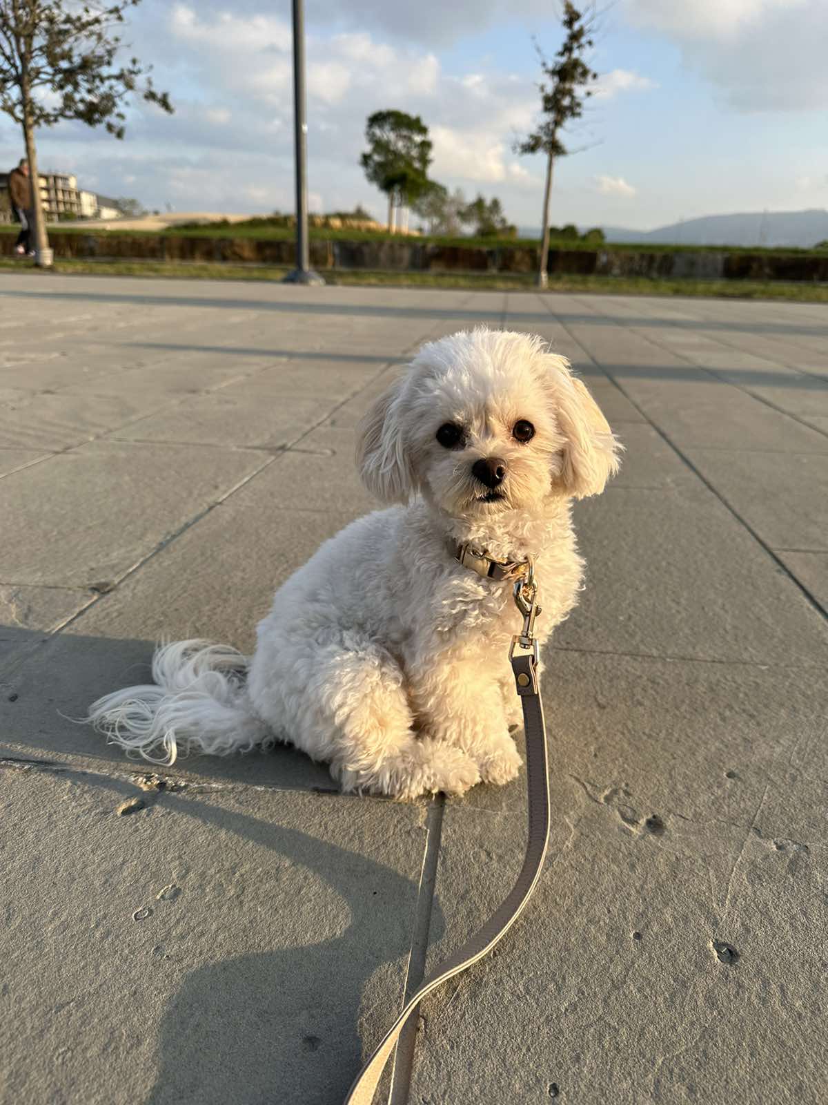 COLLAR RICH CREAM 1,5CM - Image 4