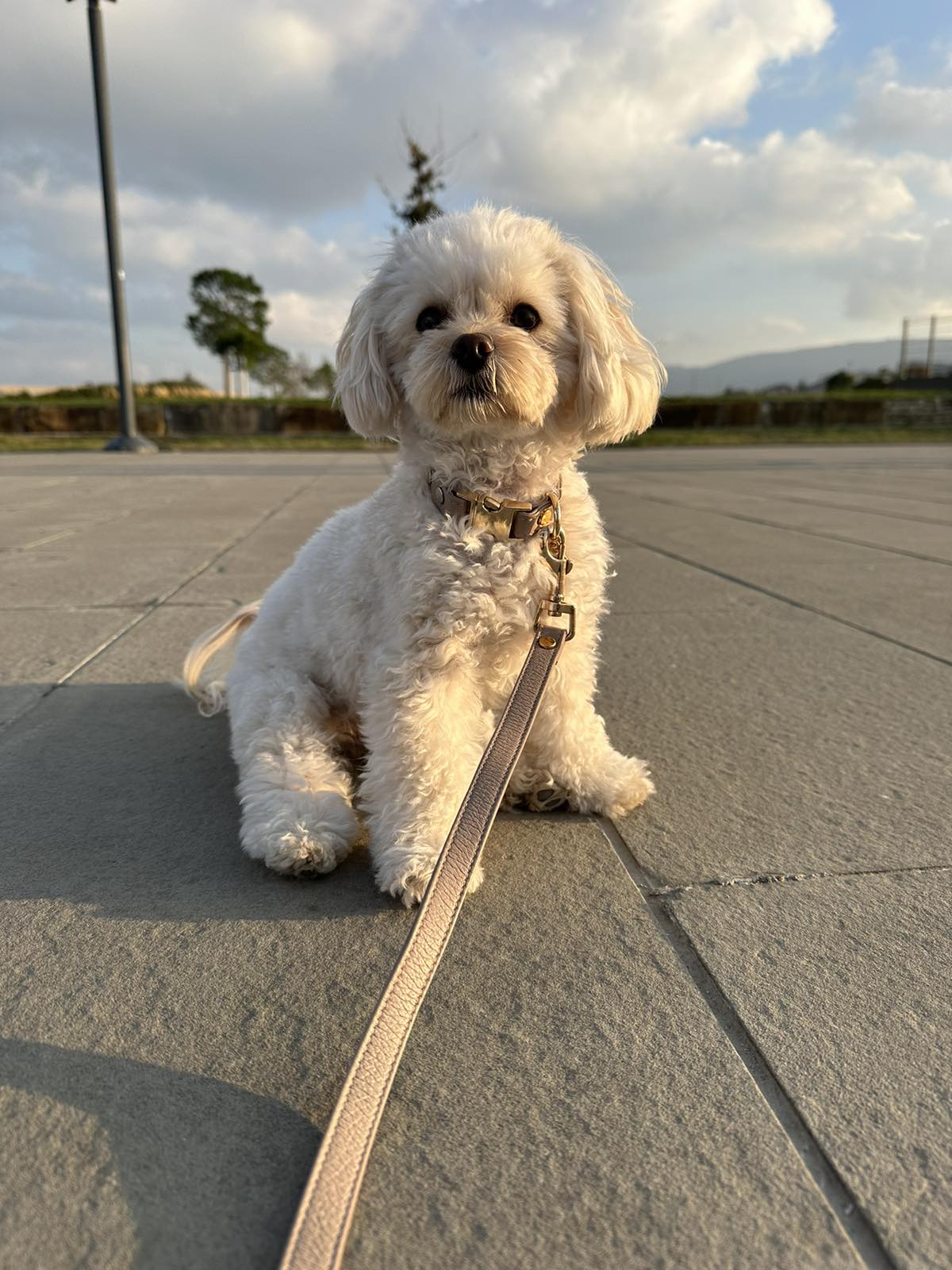 COLLAR RICH CREAM 1,5CM - Image 3