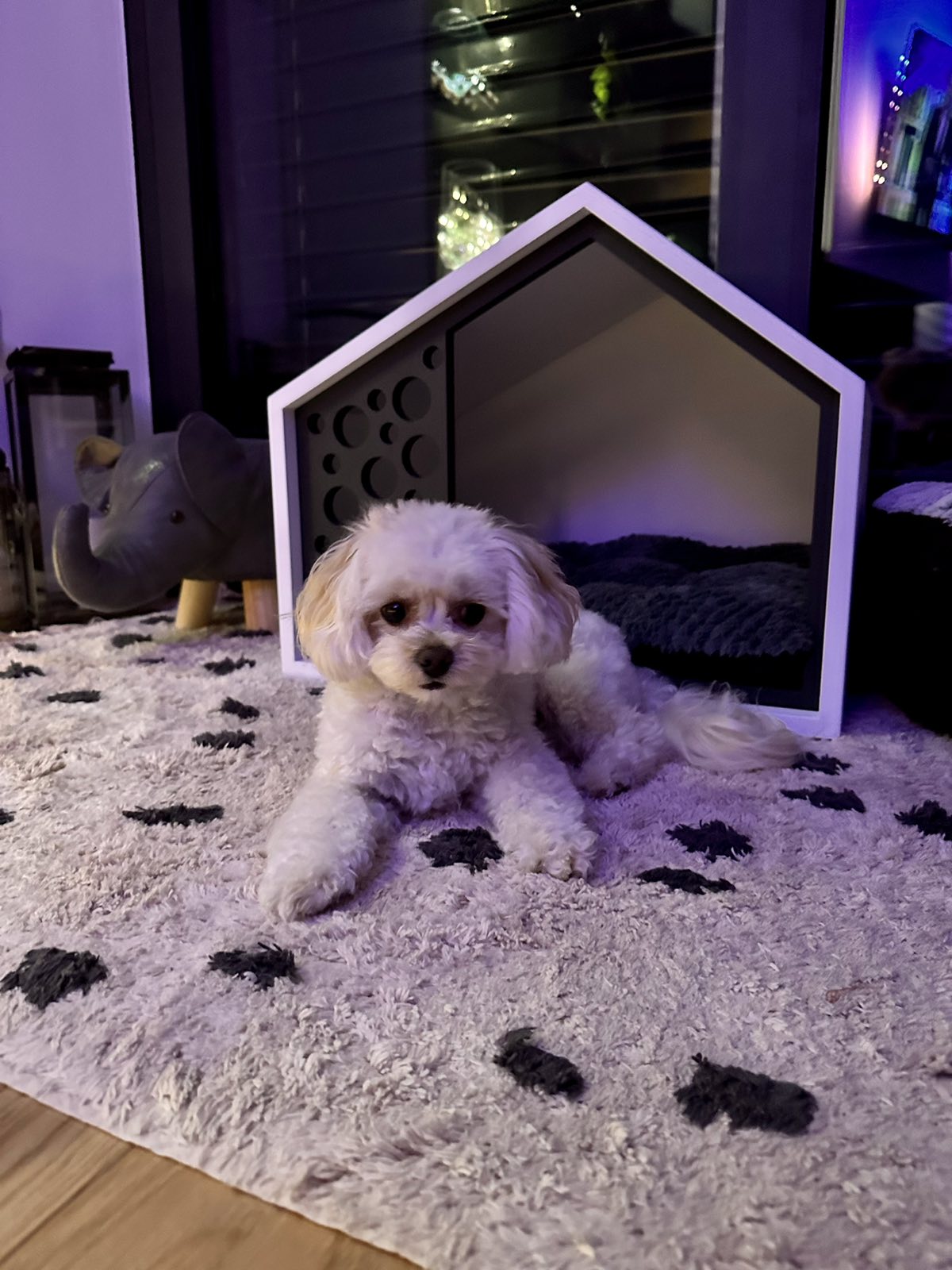 COLLAR AQUA BLUE 2,5CM - Image 3