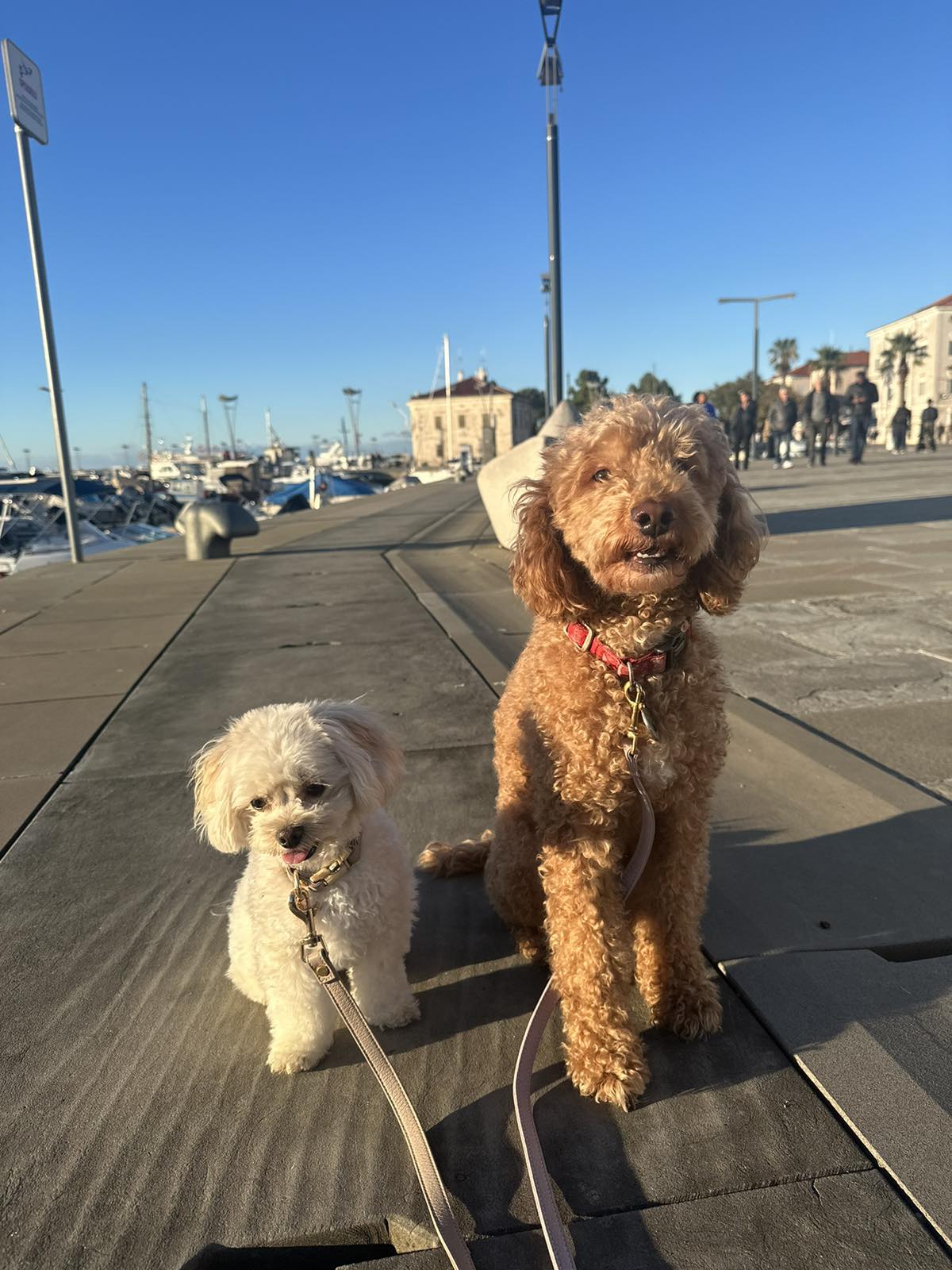 COLLAR AQUA BLUE 2,5CM - Image 2