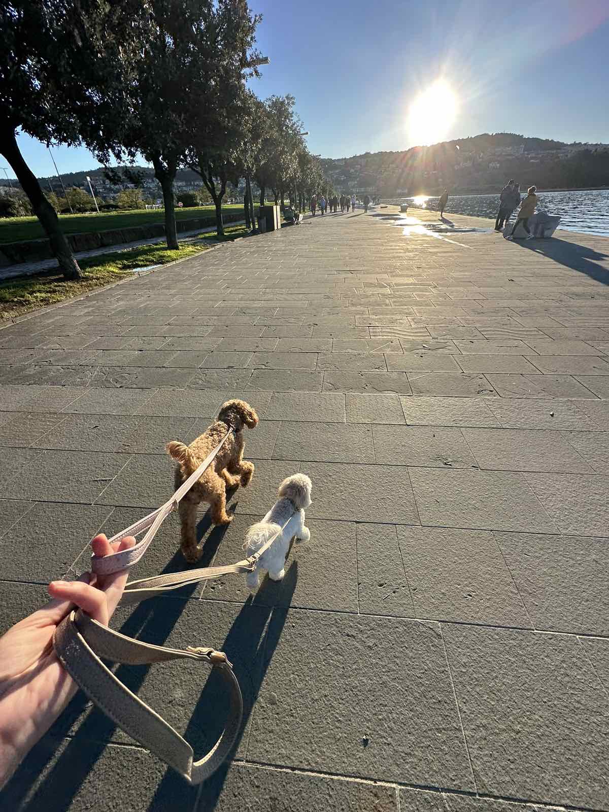 COLLAR AQUA BLUE 2,5CM - Image 5