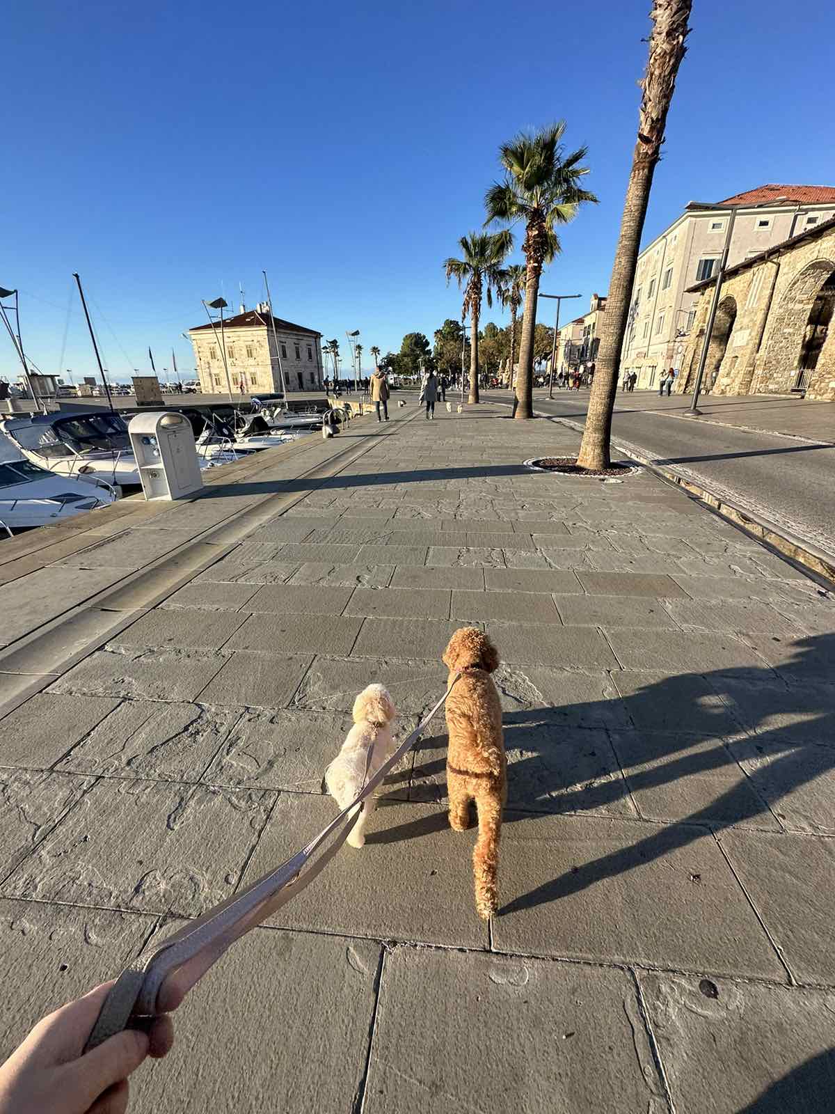 COLLAR AQUA BLUE 2,5CM - Image 4